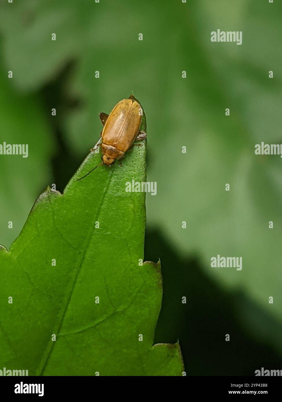 Marsh Beetles (Scirtidae Stock Photo - Alamy