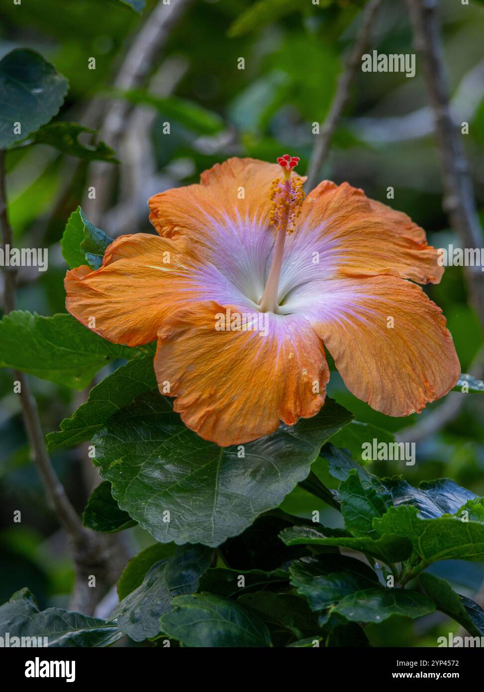 Kauai garden flower hi-res stock photography and images - Alamy