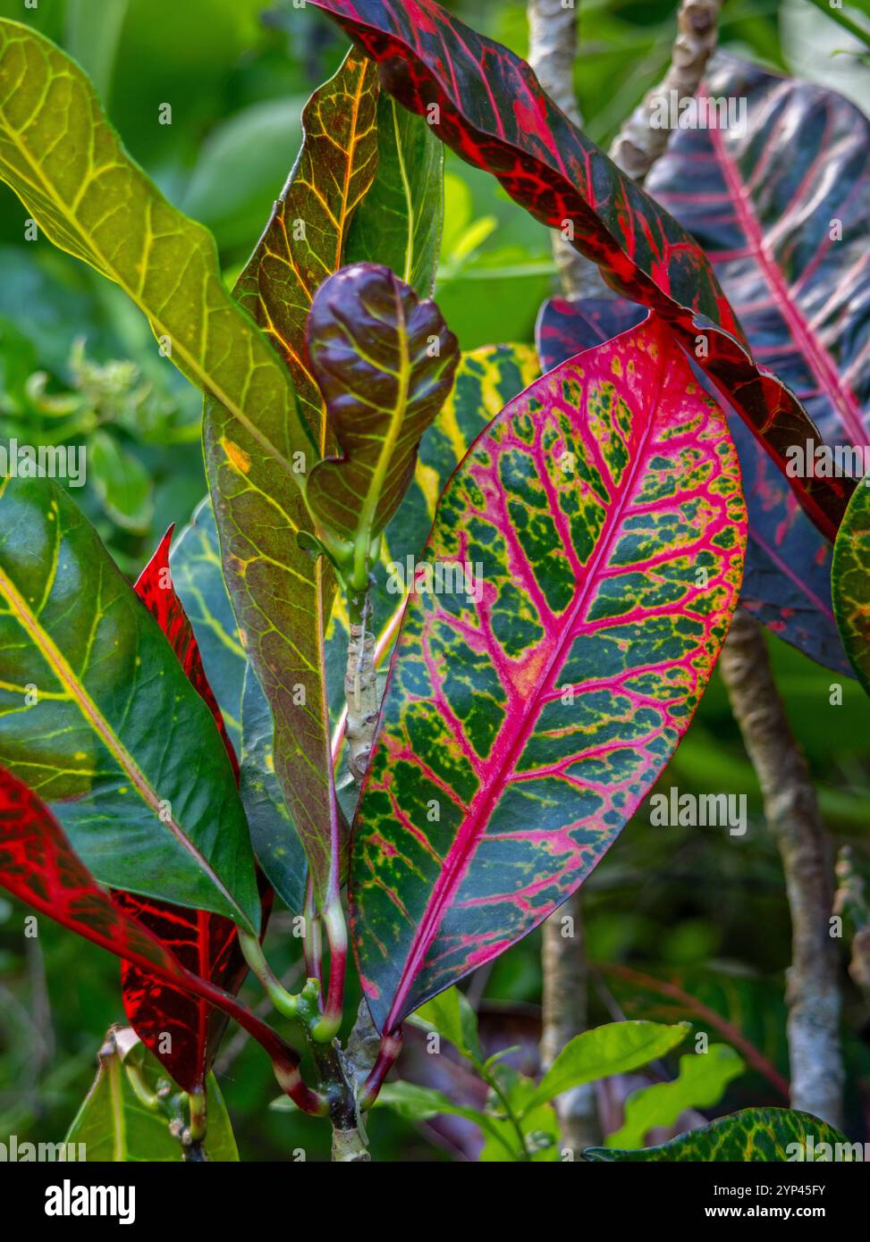 Limahuli Garden and Preserve, Haena, Kauai, Hawaii Stock Photo - Alamy