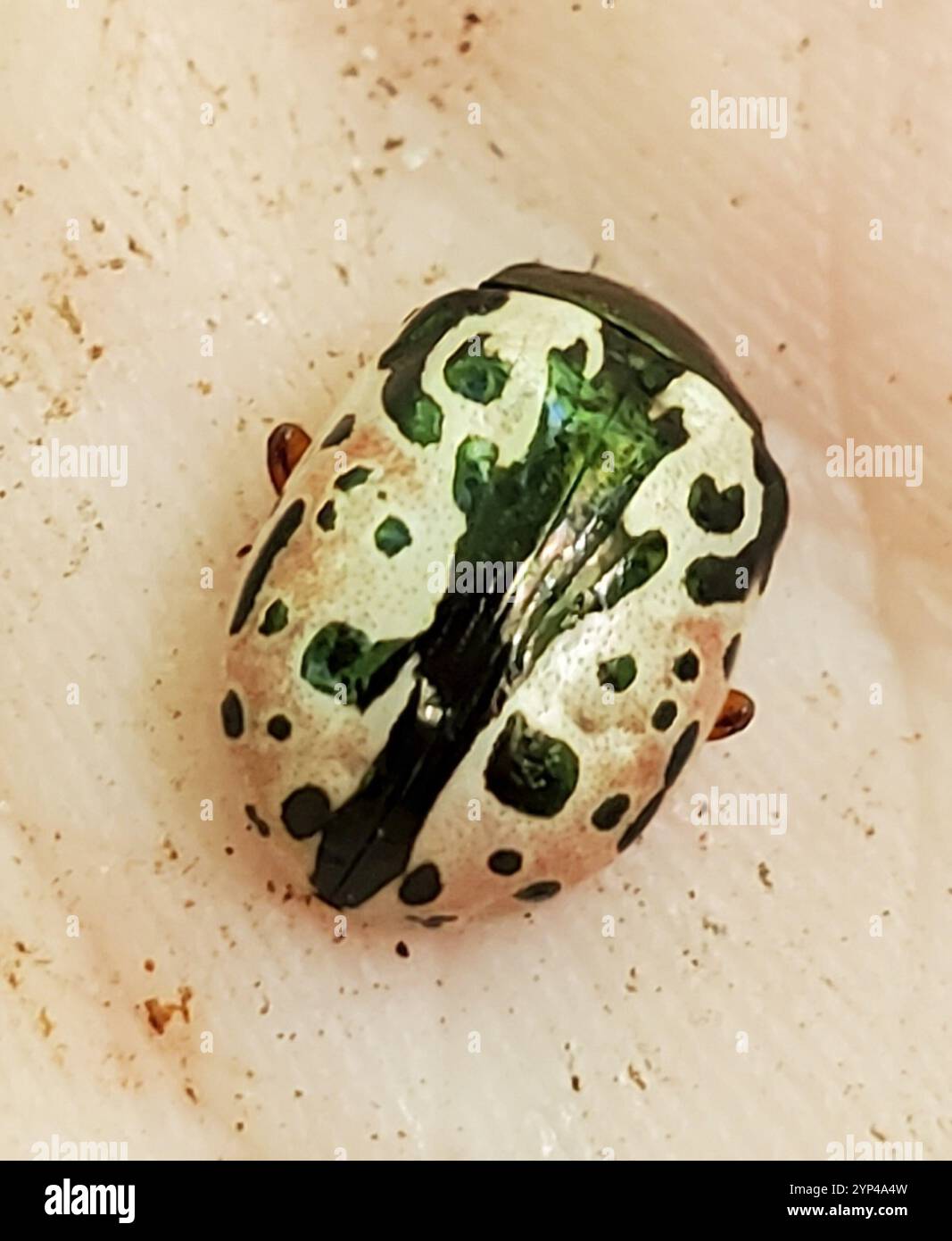 Calligrapher Beetles (Calligrapha Stock Photo - Alamy