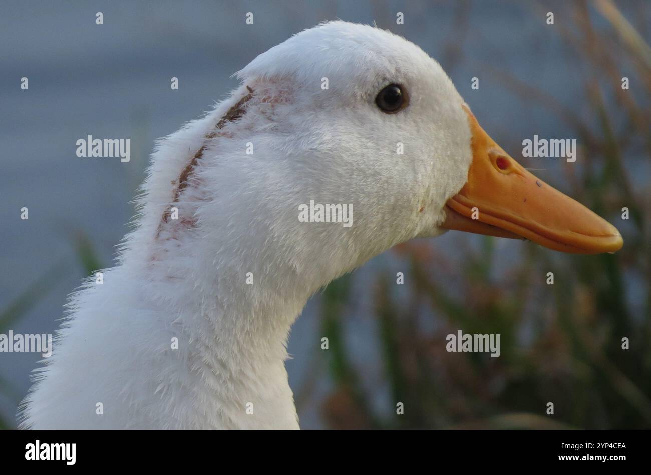 Domestic Mallard (Anas platyrhynchos domesticus Stock Photo - Alamy
