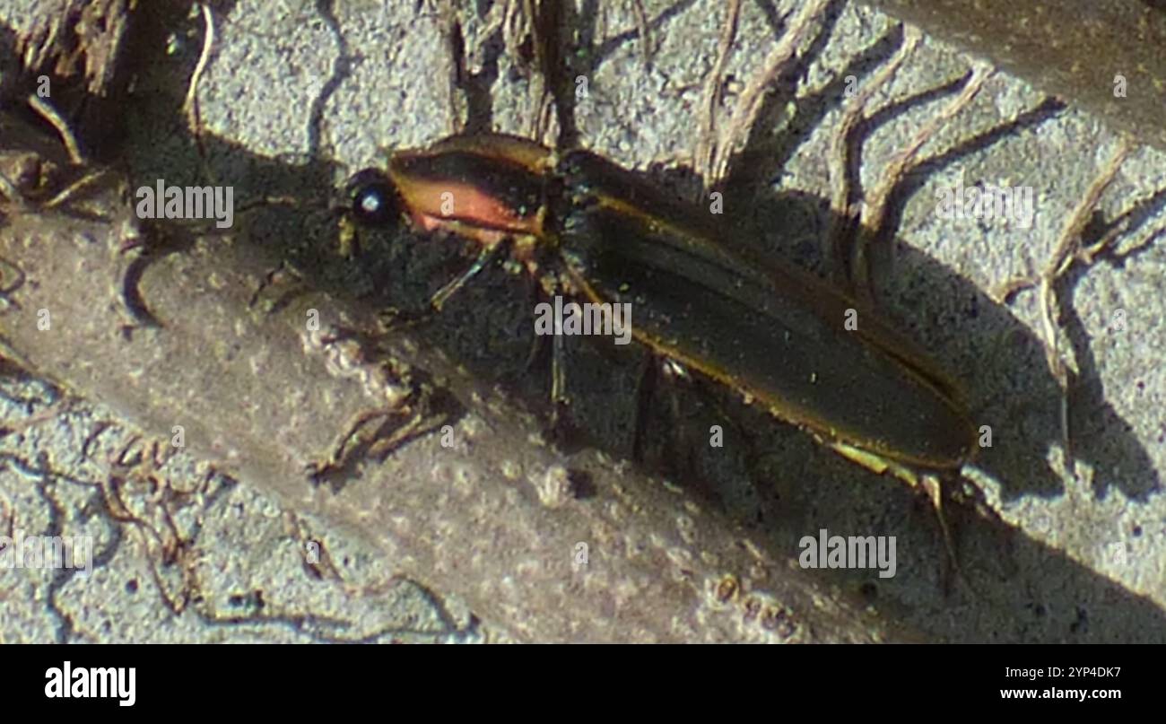 Spring Tree-Top Flasher (Pyractomena borealis Stock Photo - Alamy