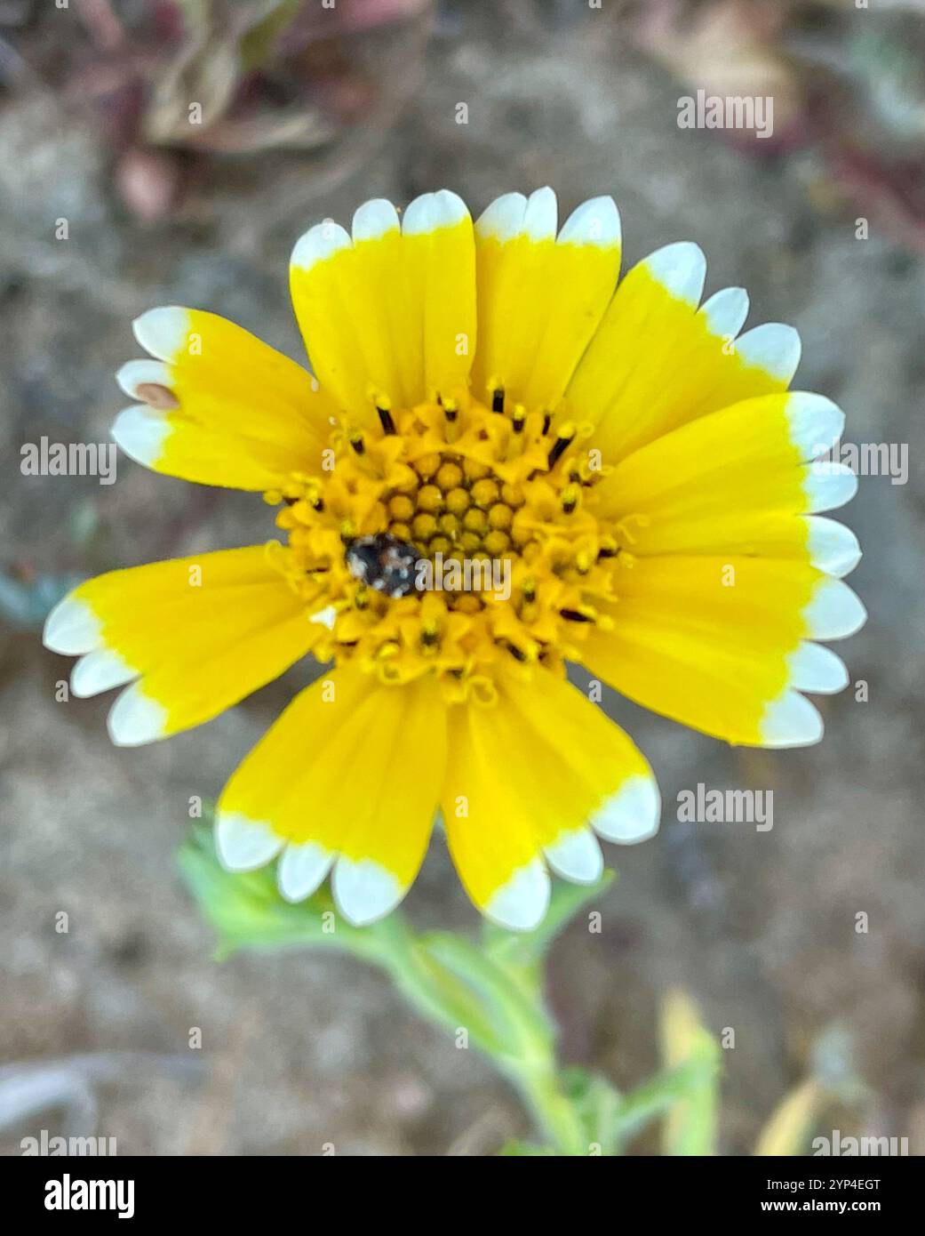 tidy tips (Layia platyglossa Stock Photo - Alamy
