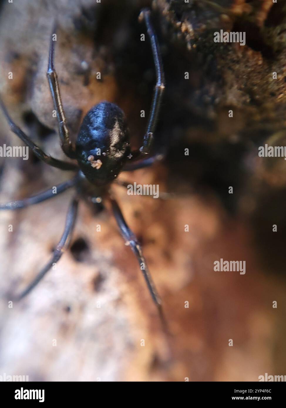 False Widow Spiders (Steatoda Stock Photo - Alamy