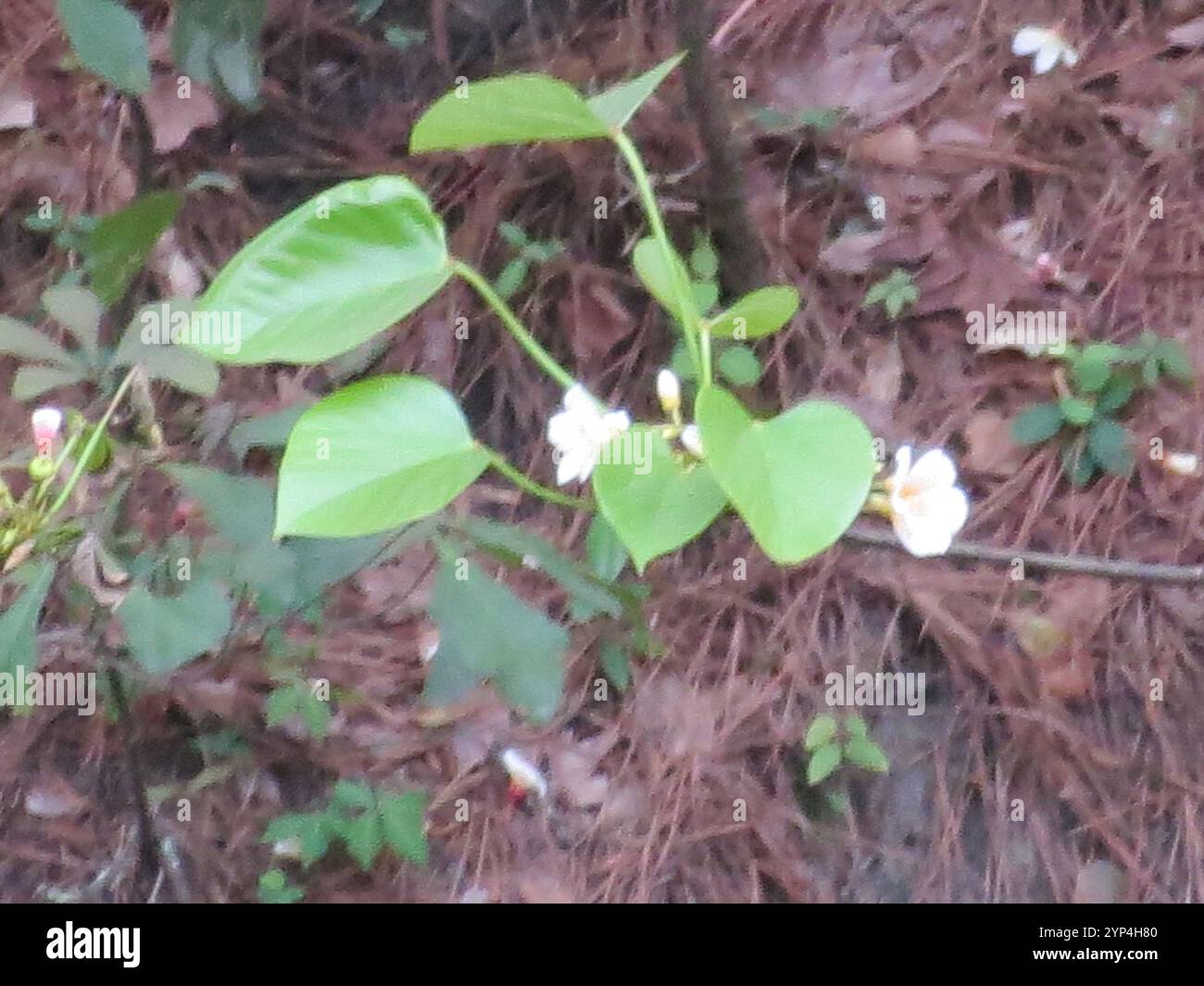 tung oil tree (Vernicia fordii Stock Photo - Alamy
