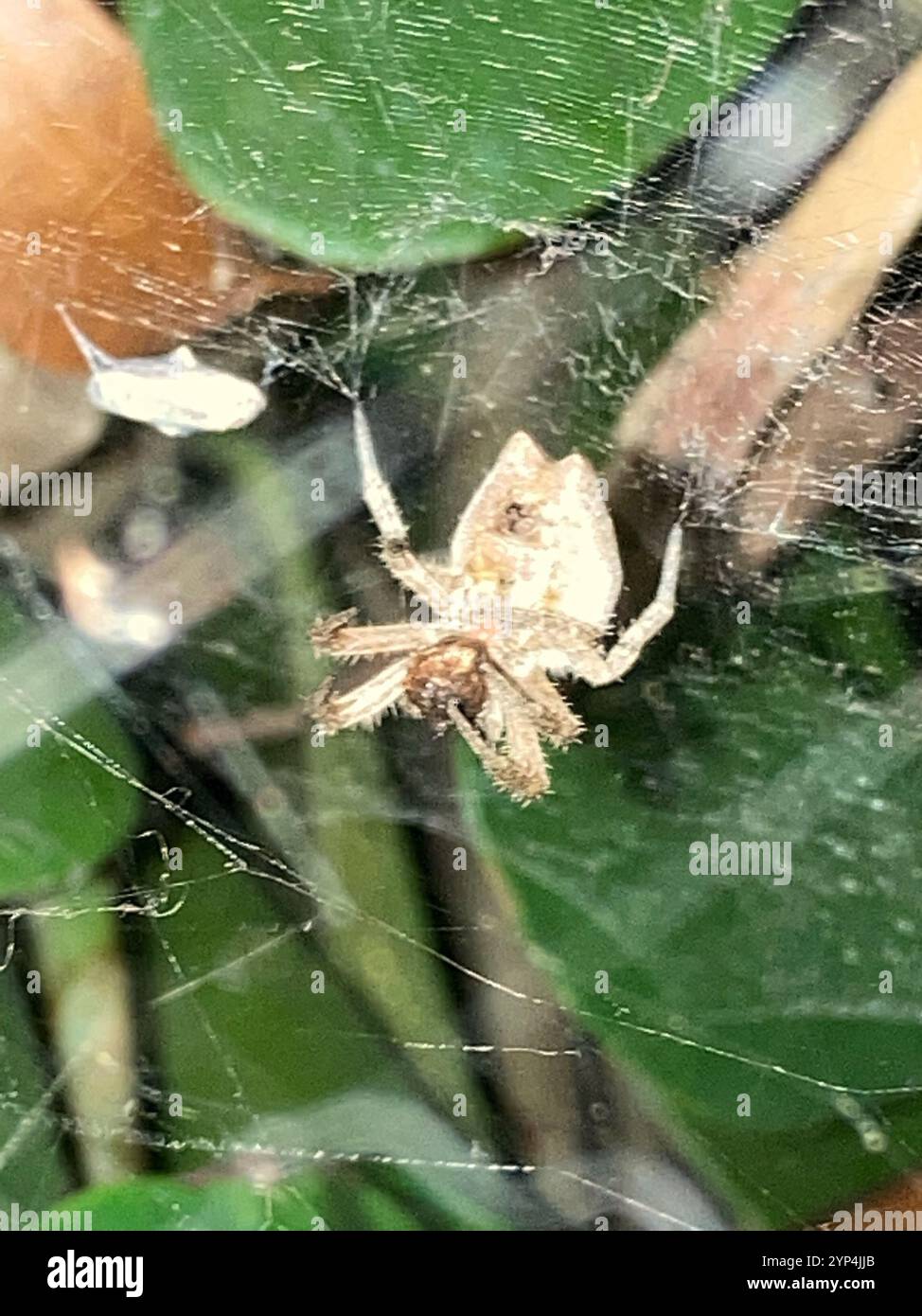 Tropical tent web spider hi-res stock photography and images - Alamy