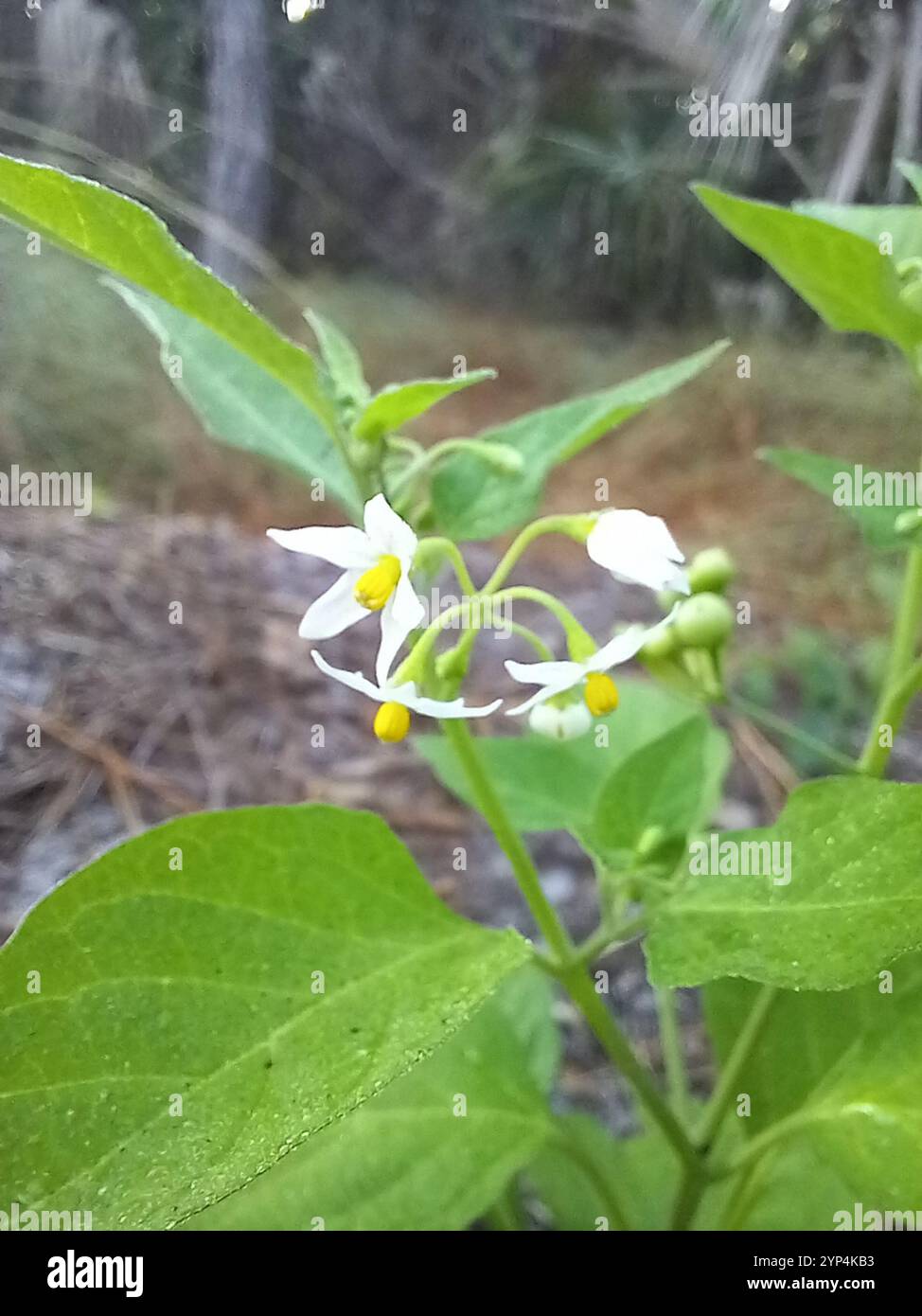 American black nightshade (Solanum americanum Stock Photo - Alamy