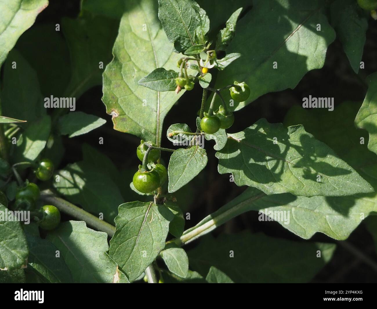 American black nightshade (Solanum americanum Stock Photo - Alamy