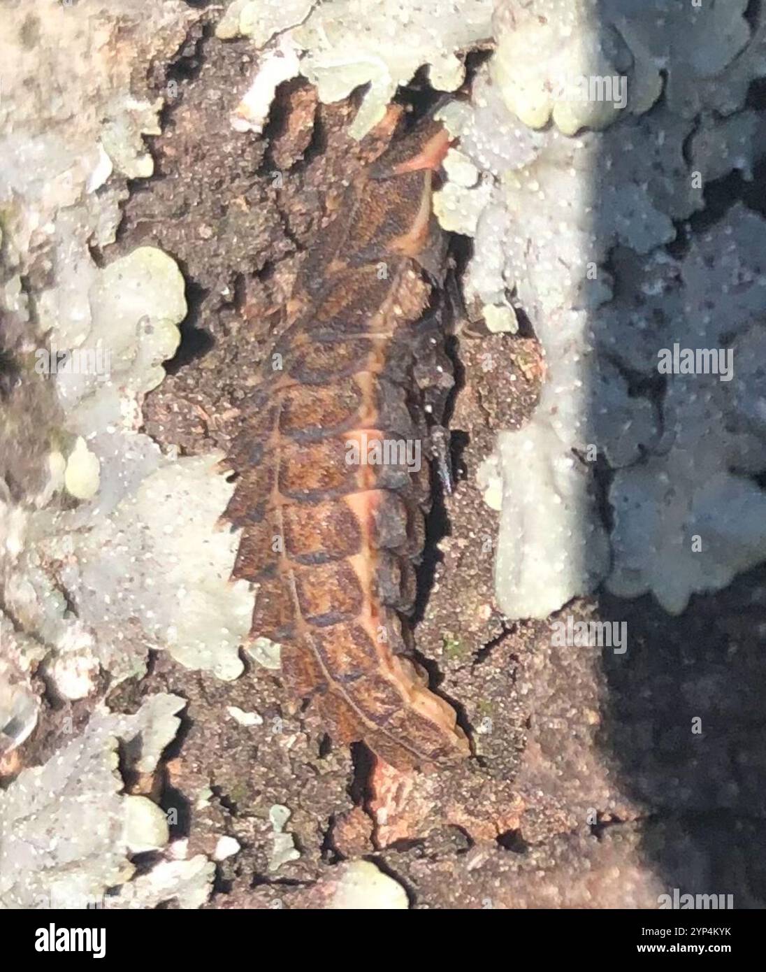 Spring Tree-Top Flasher (Pyractomena borealis Stock Photo - Alamy