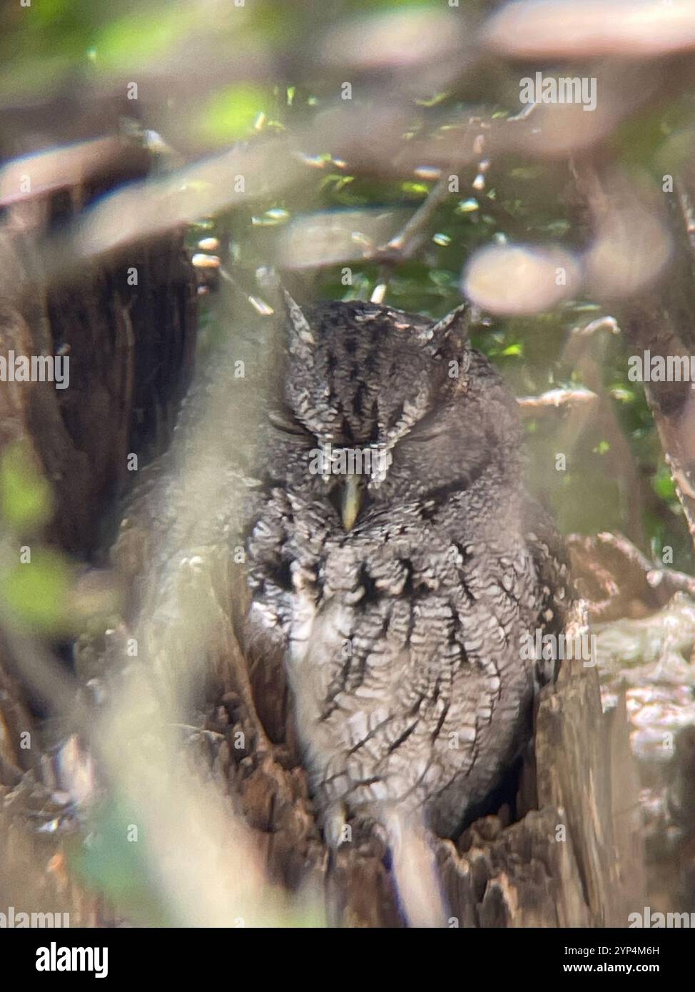Texas Screech-Owl (Megascops asio mccallii Stock Photo - Alamy