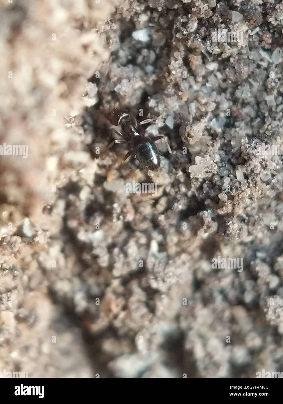 Dark Rover Ant Dark Rover Ant (Brachymyrmex patagonicus Stock Photo - Alamy