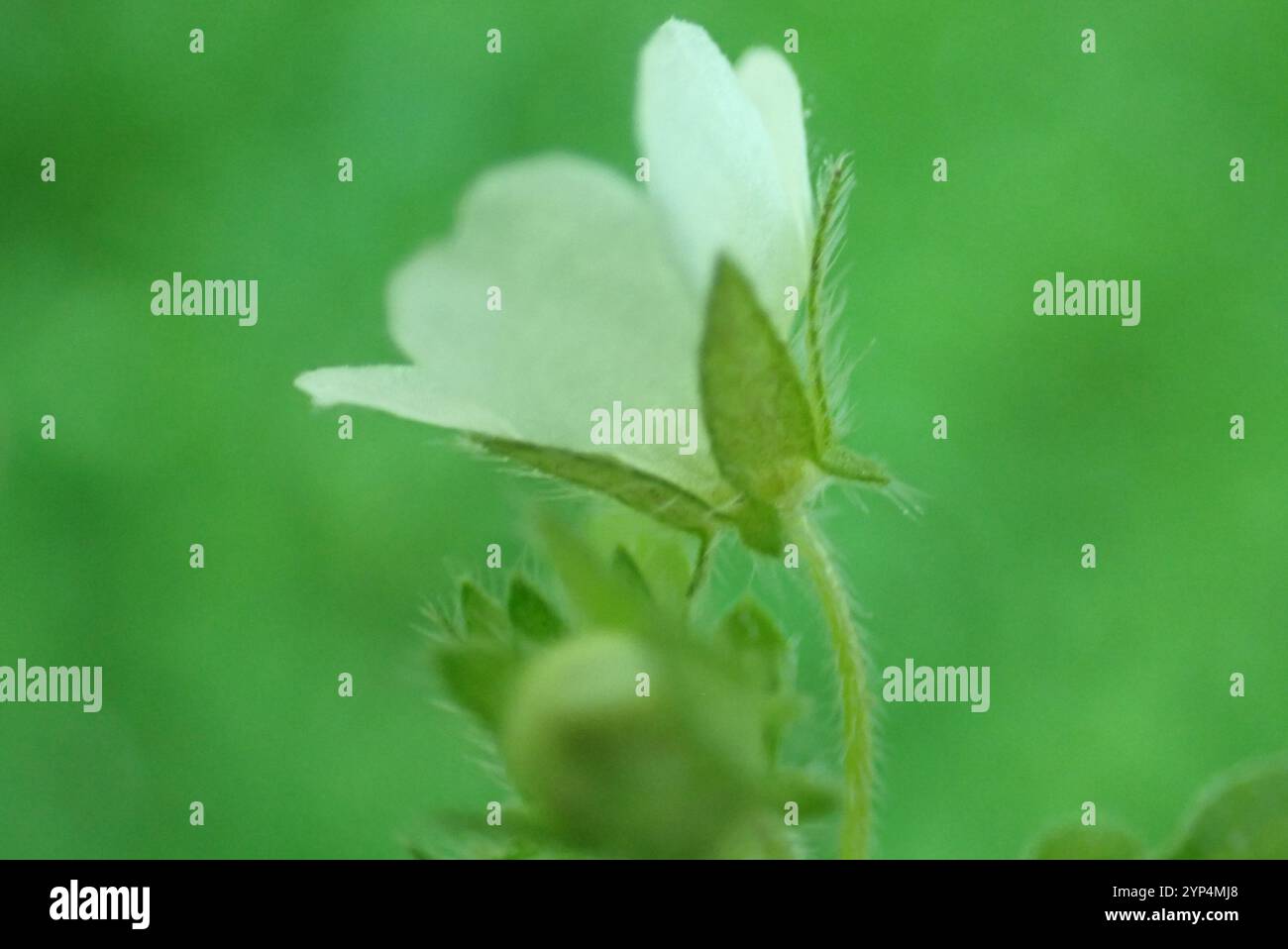 White nemophila (Nemophila heterophylla) Stock Photo