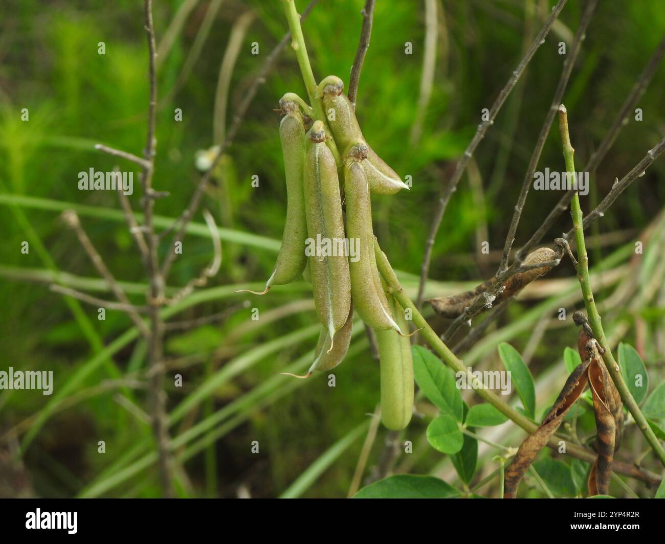 Crotalaria pallida hi-res stock photography and images - Alamy