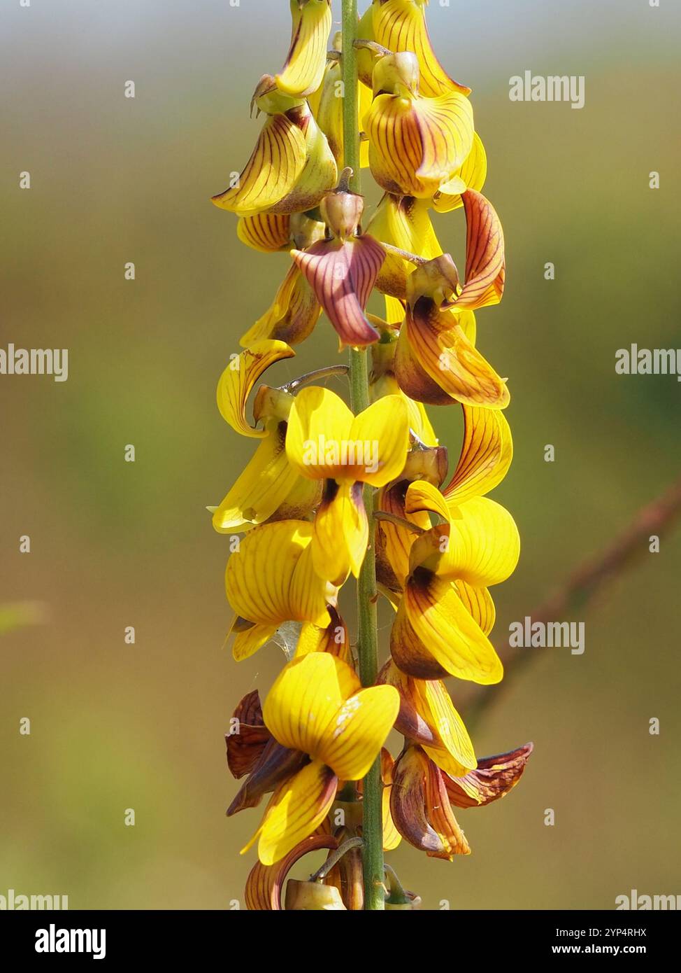 Wild Rattlepod Rattlepods hi-res stock photography and images - Alamy
