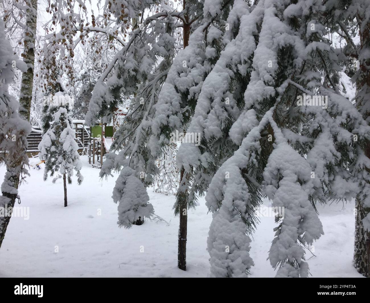 Frosted branches glisten under a blanket of snow in a tranquil winter environment. The scene captures the beauty of nature's quietude during a snowy Stock Photo
