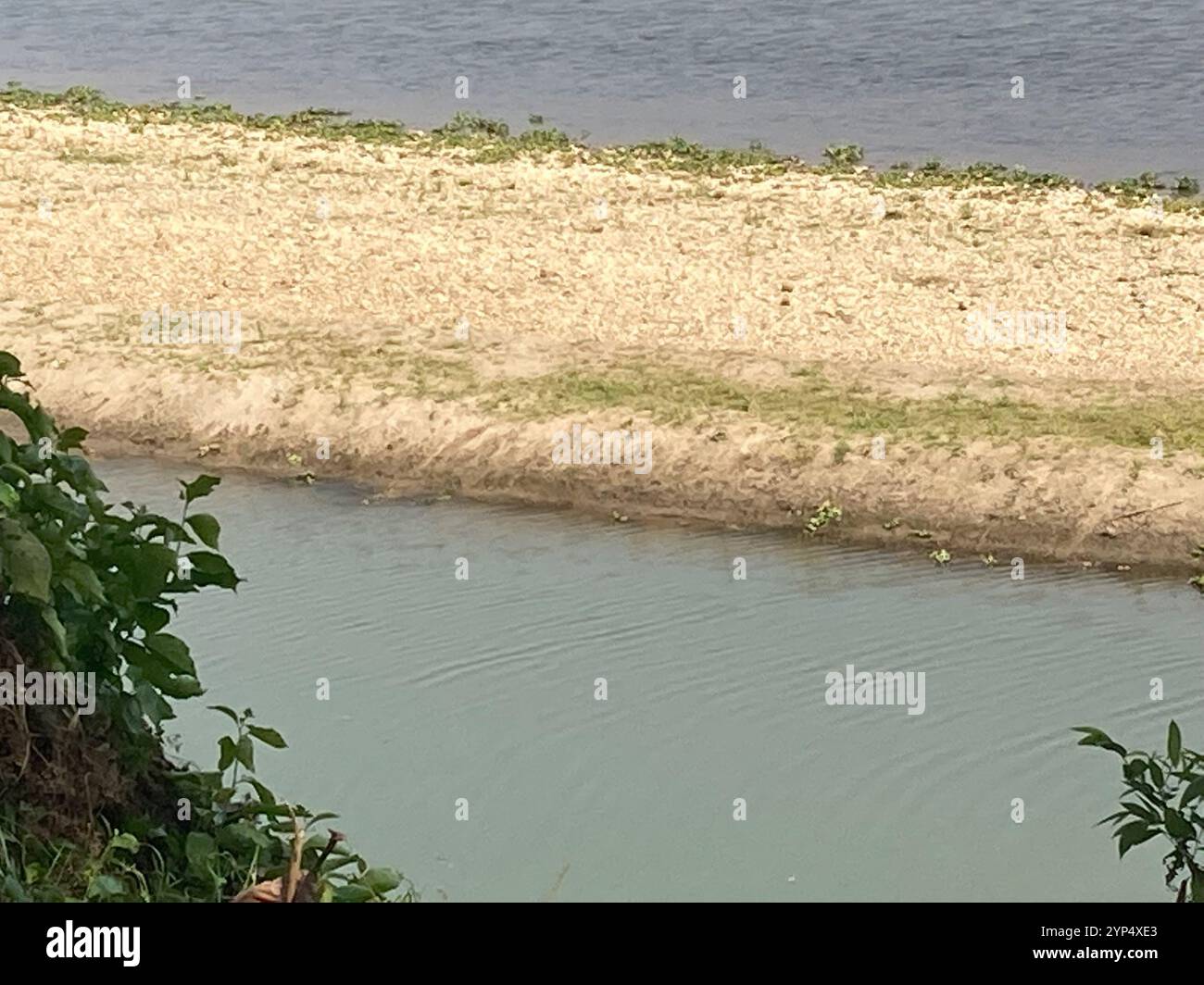 Ganges Softshell Turtle (Nilssonia gangetica Stock Photo - Alamy