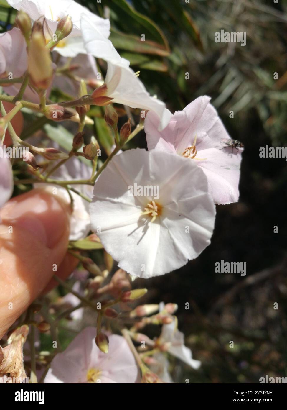 Canary tree bindweed (Convolvulus floridus Stock Photo - Alamy