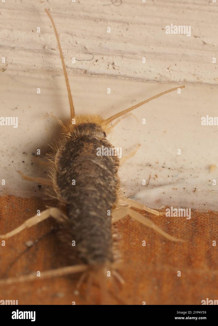 Long-tailed Silverfish (Ctenolepisma longicaudatum Stock Photo - Alamy