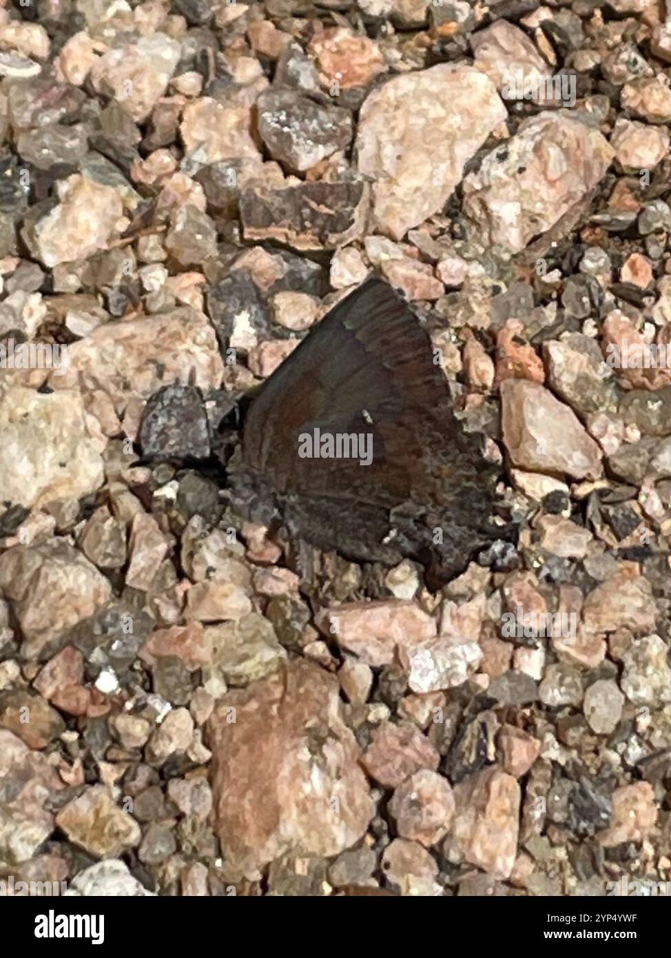 Callophrys henrici hi-res stock photography and images - Alamy