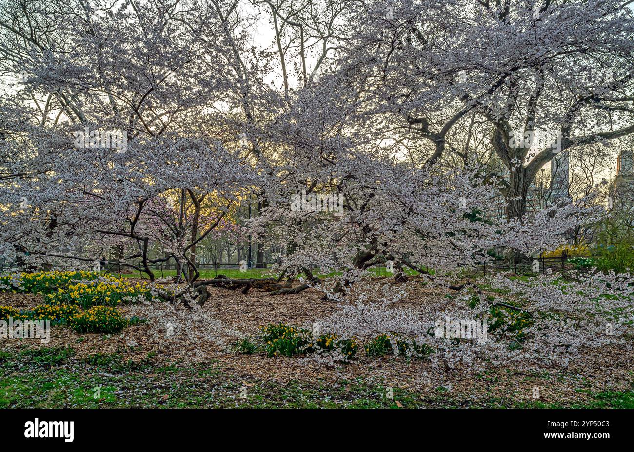 Central PArk in spring in the early morning Stock Photo - Alamy