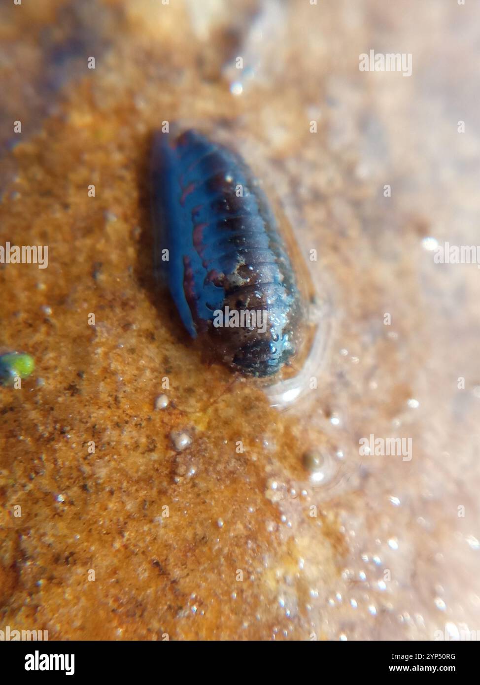 Marsh Beetles (Scirtidae Stock Photo - Alamy