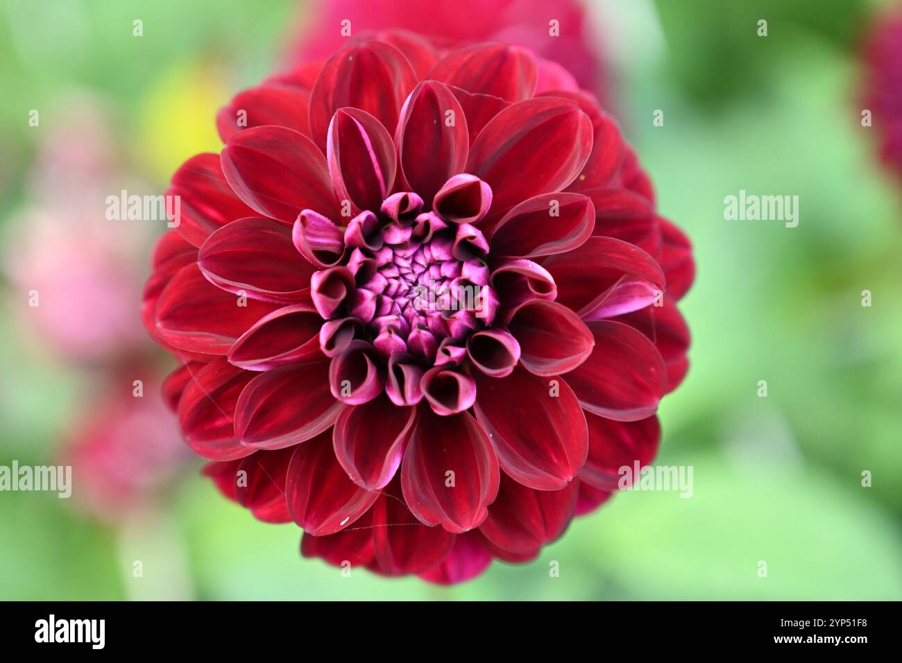 Dahlia dark spirit hi-res stock photography and images - Alamy