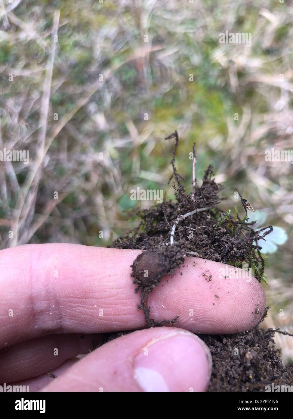 Tenpetal Anemone (Anemone berlandieri) Stock Photo