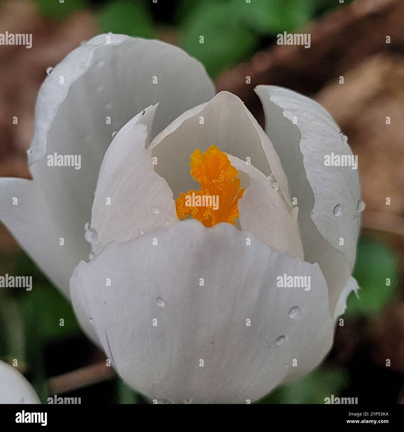 Section Crocus (Crocus Stock Photo - Alamy