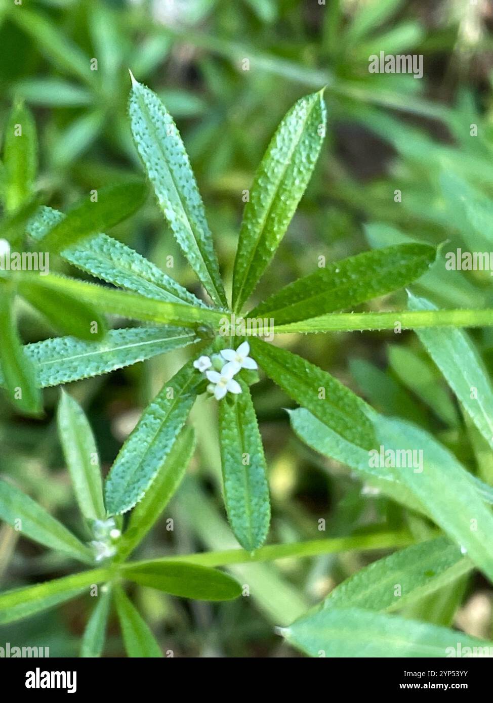 catchweed bedstraw (Galium aparine Stock Photo - Alamy