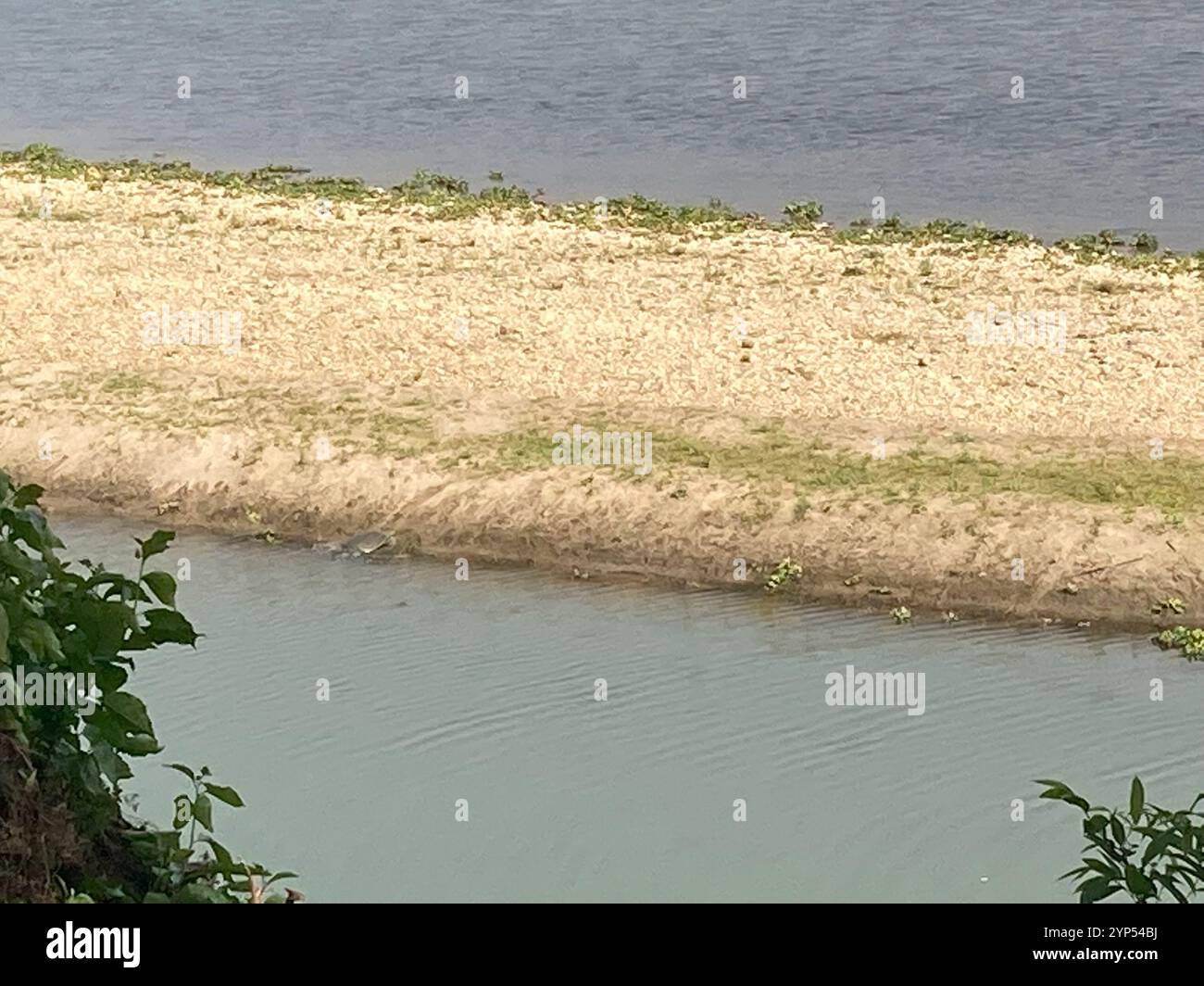 Ganges Softshell Turtle (Nilssonia gangetica Stock Photo - Alamy