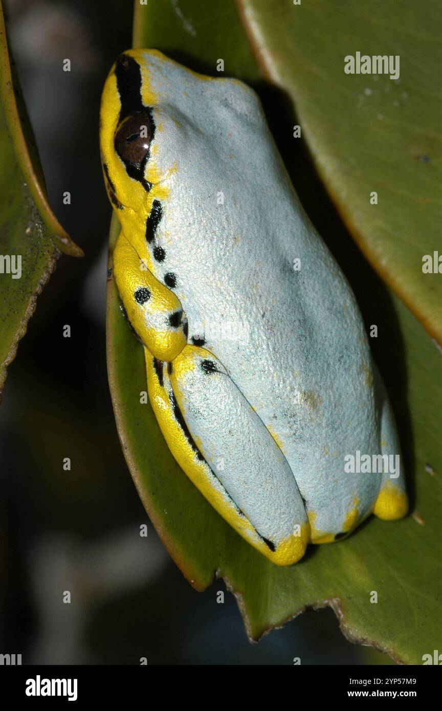 Blue back reed frog hi-res stock photography and images - Alamy