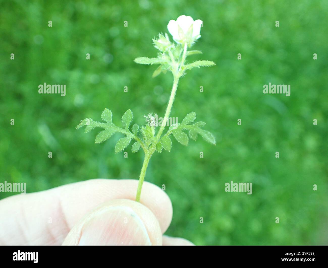 White nemophila (Nemophila heterophylla) Stock Photo