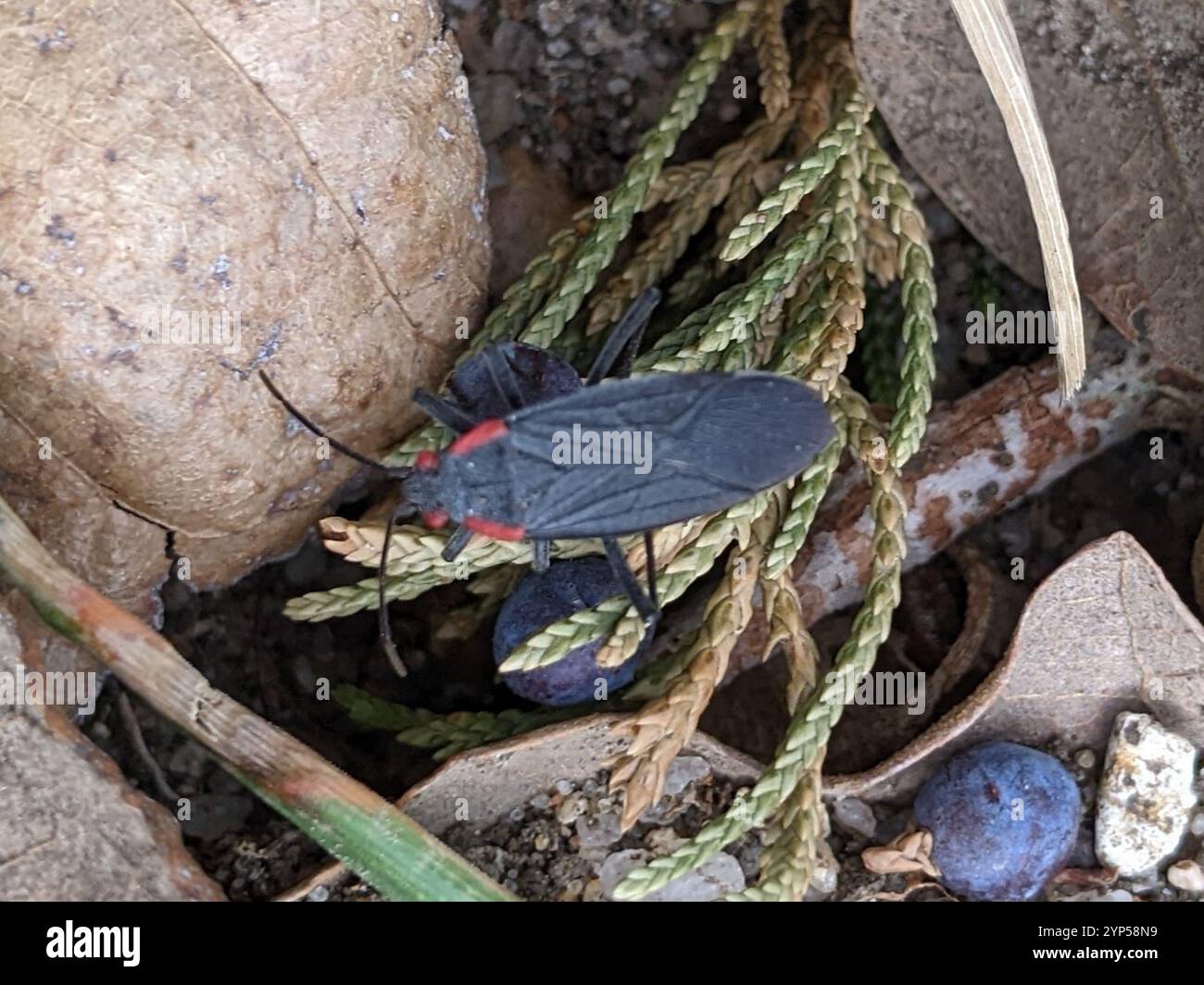 Red-shouldered Bug (Jadera haematoloma Stock Photo - Alamy