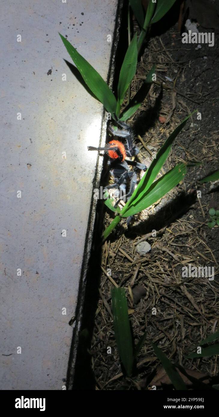 Mexican Red-rump Tarantula (Tliltocatl vagans Stock Photo - Alamy