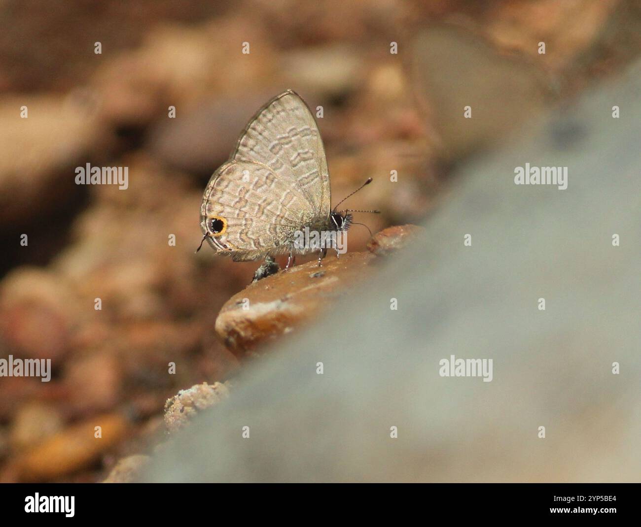 Common Line Blue Common Line Blue (Prosotas nora Stock Photo - Alamy