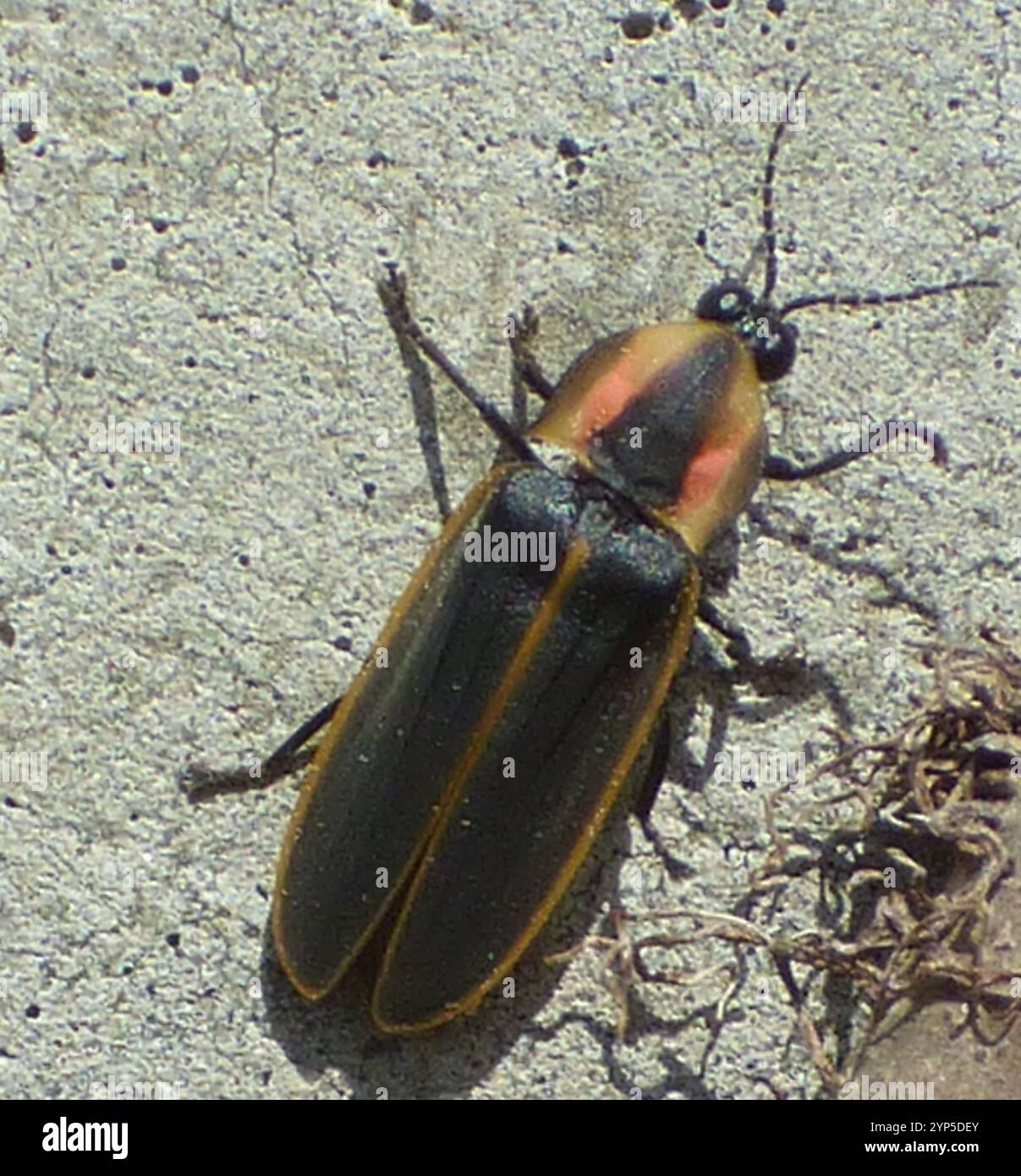 Spring Tree-Top Flasher (Pyractomena borealis Stock Photo - Alamy