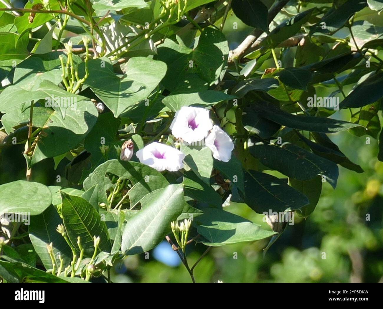 Ipomoea tiliacea hi-res stock photography and images - Alamy