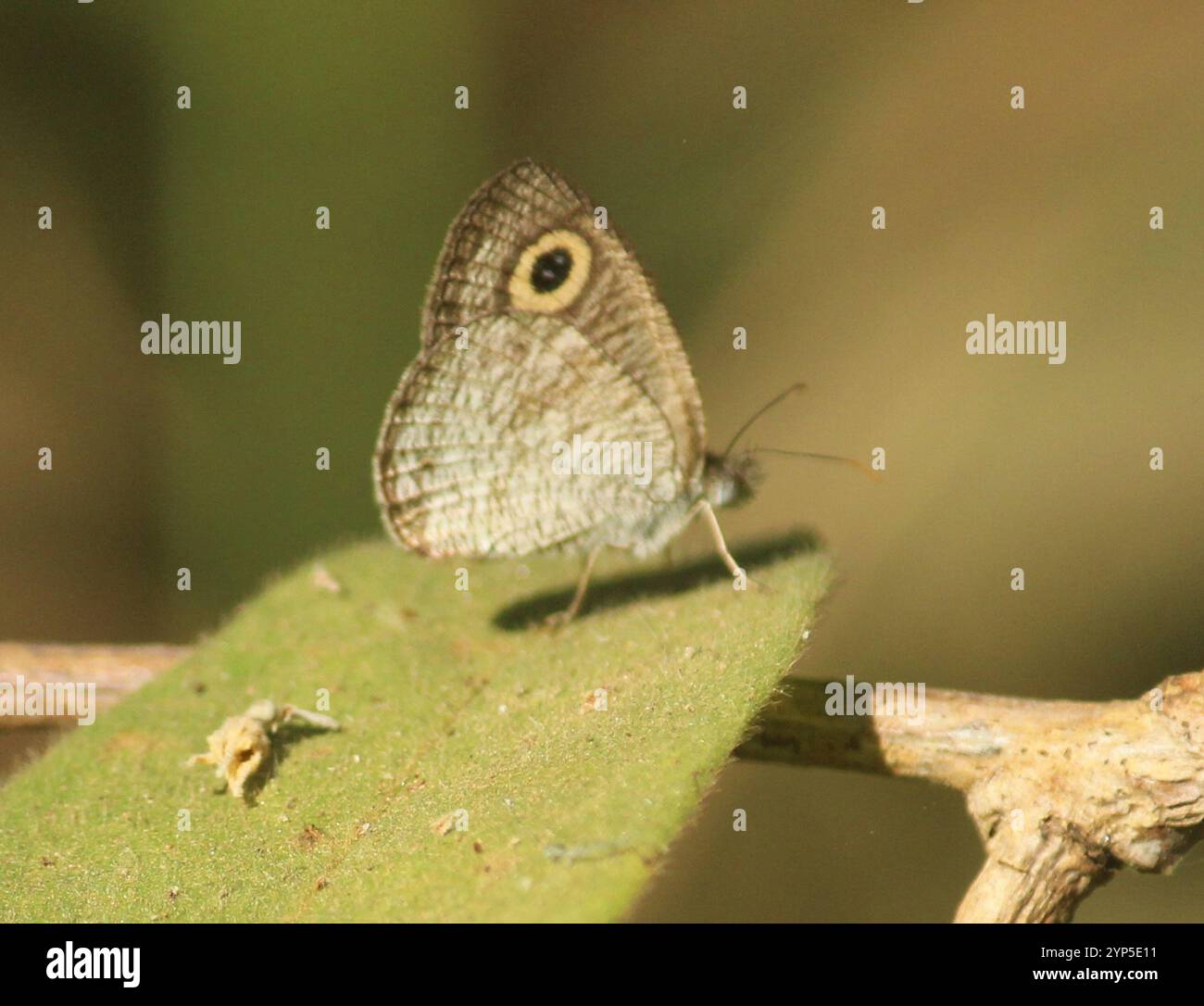 Common Four-ring (Ypthima huebneri Stock Photo - Alamy