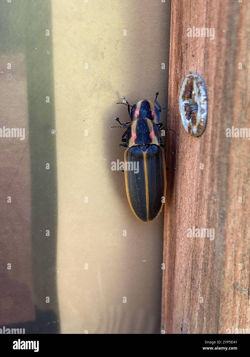 Spring Tree-Top Flasher (Pyractomena borealis Stock Photo - Alamy