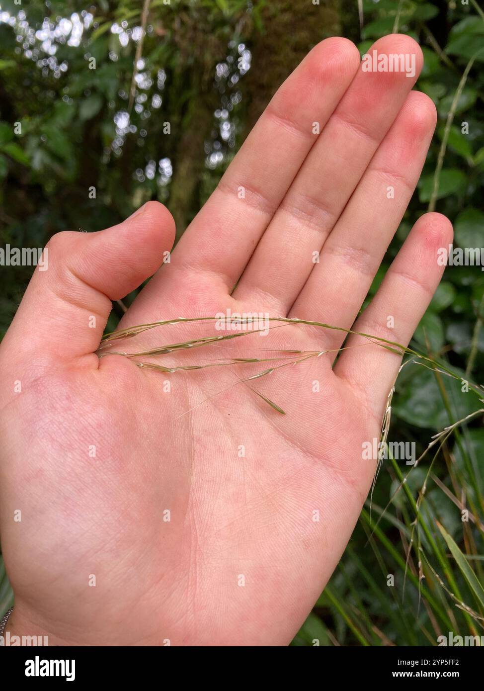 bush rice grass (Ehrharta diplax Stock Photo - Alamy