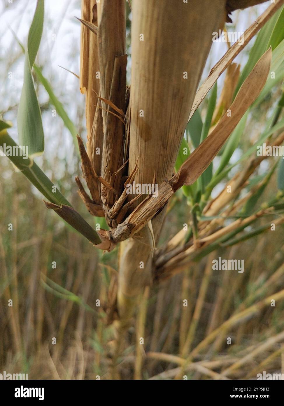 Giant Reed Stock Fodder giant reed (Arundo donax Stock Photo - Alamy
