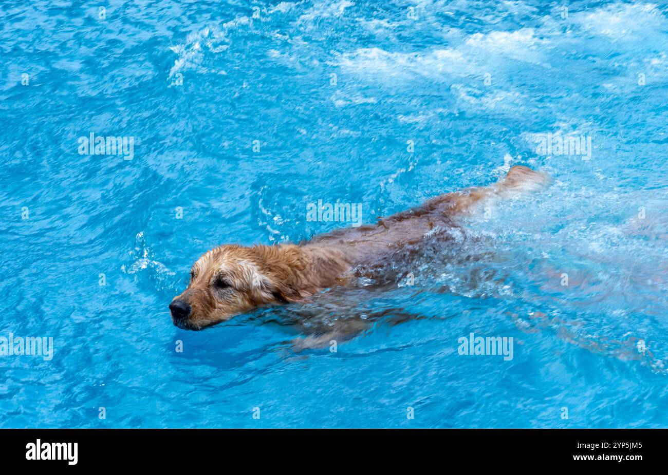 Golden Retriever enjoying a refreshing swim in a bright blue pool ...
