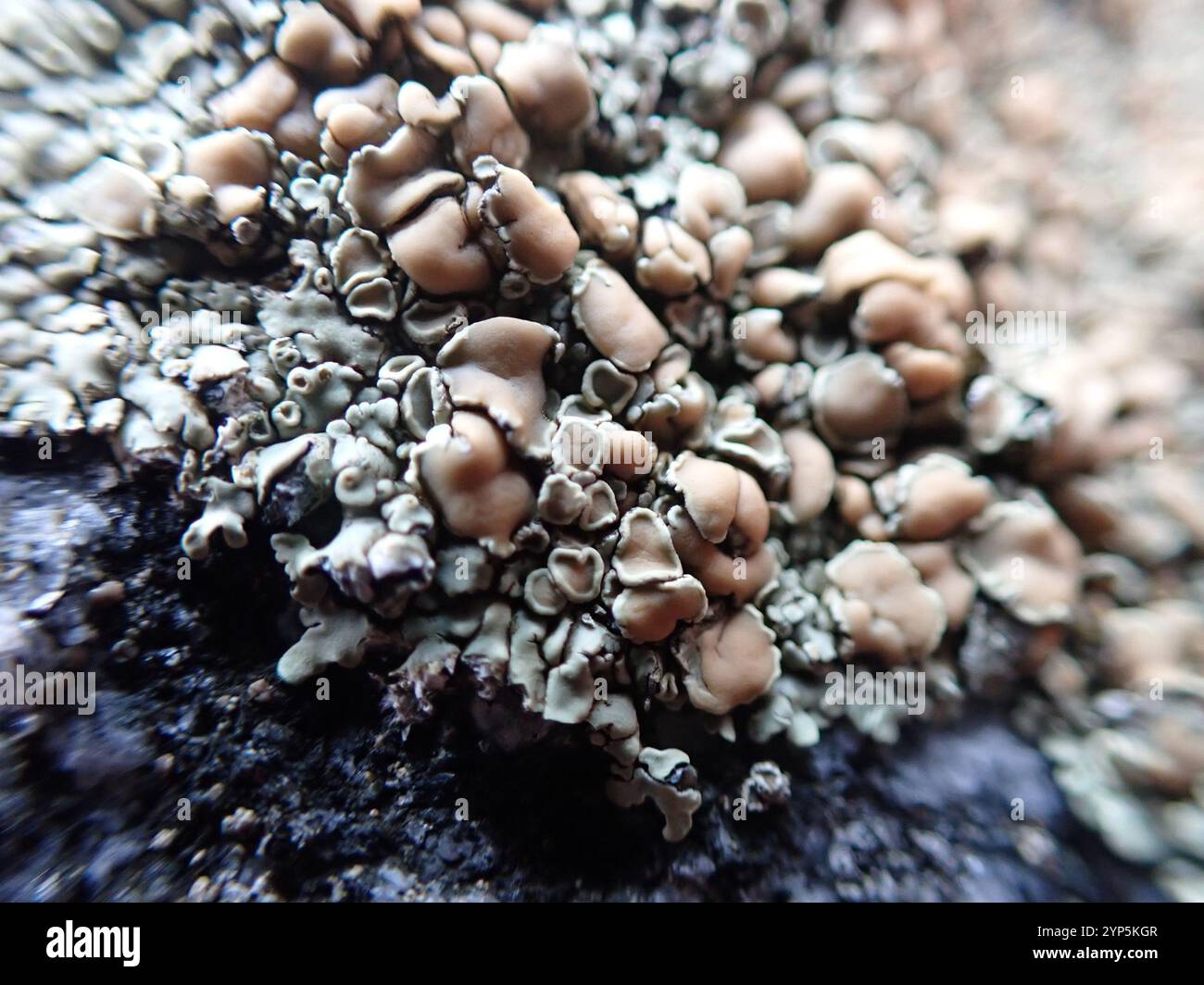 shield-lichens-and-allies-parmeliaceae-stock-photo-alamy