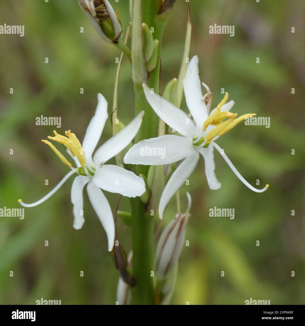 Grass Lilies (Chlorophytum Stock Photo - Alamy