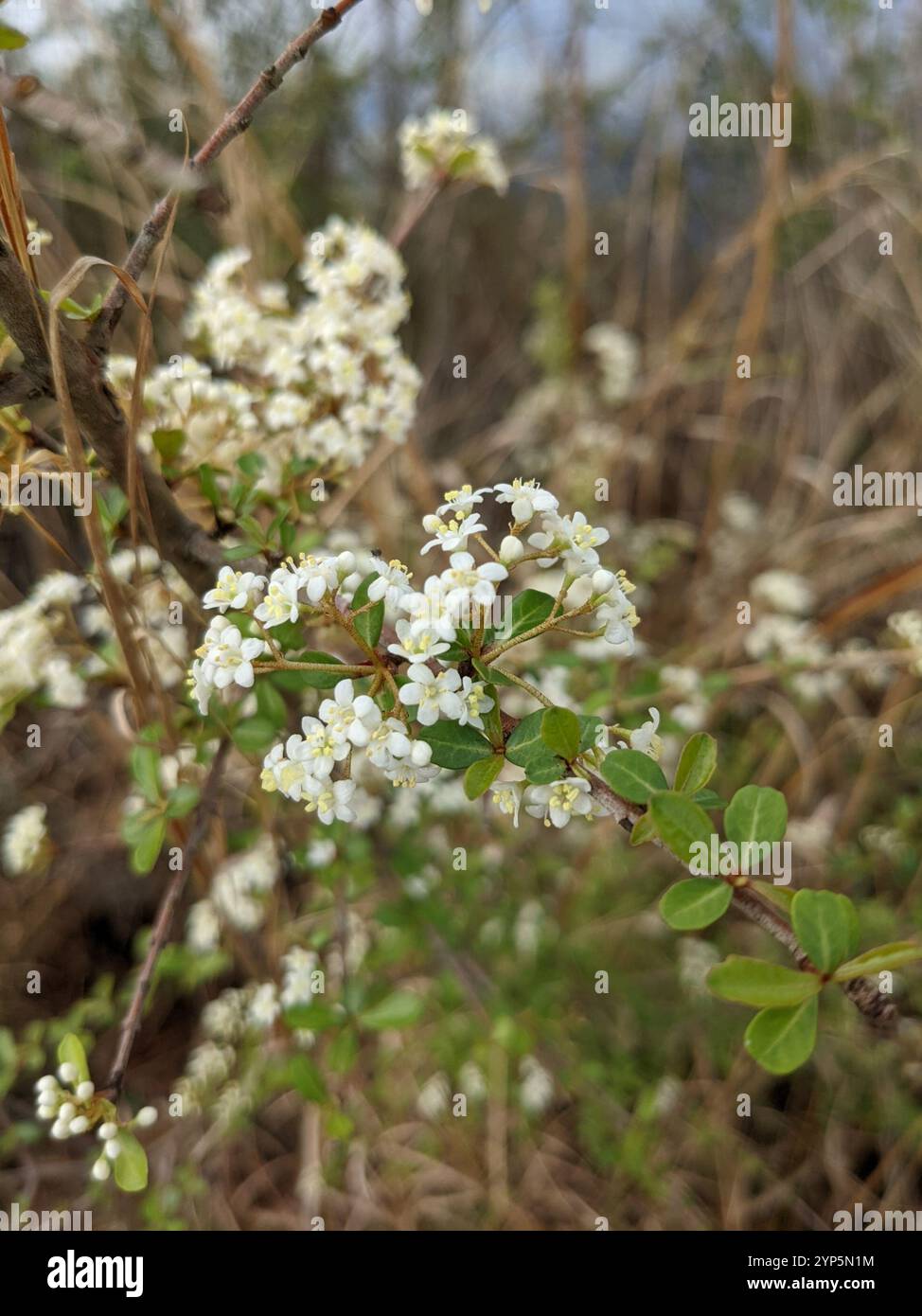 Walter's Viburnum (Viburnum obovatum Stock Photo - Alamy