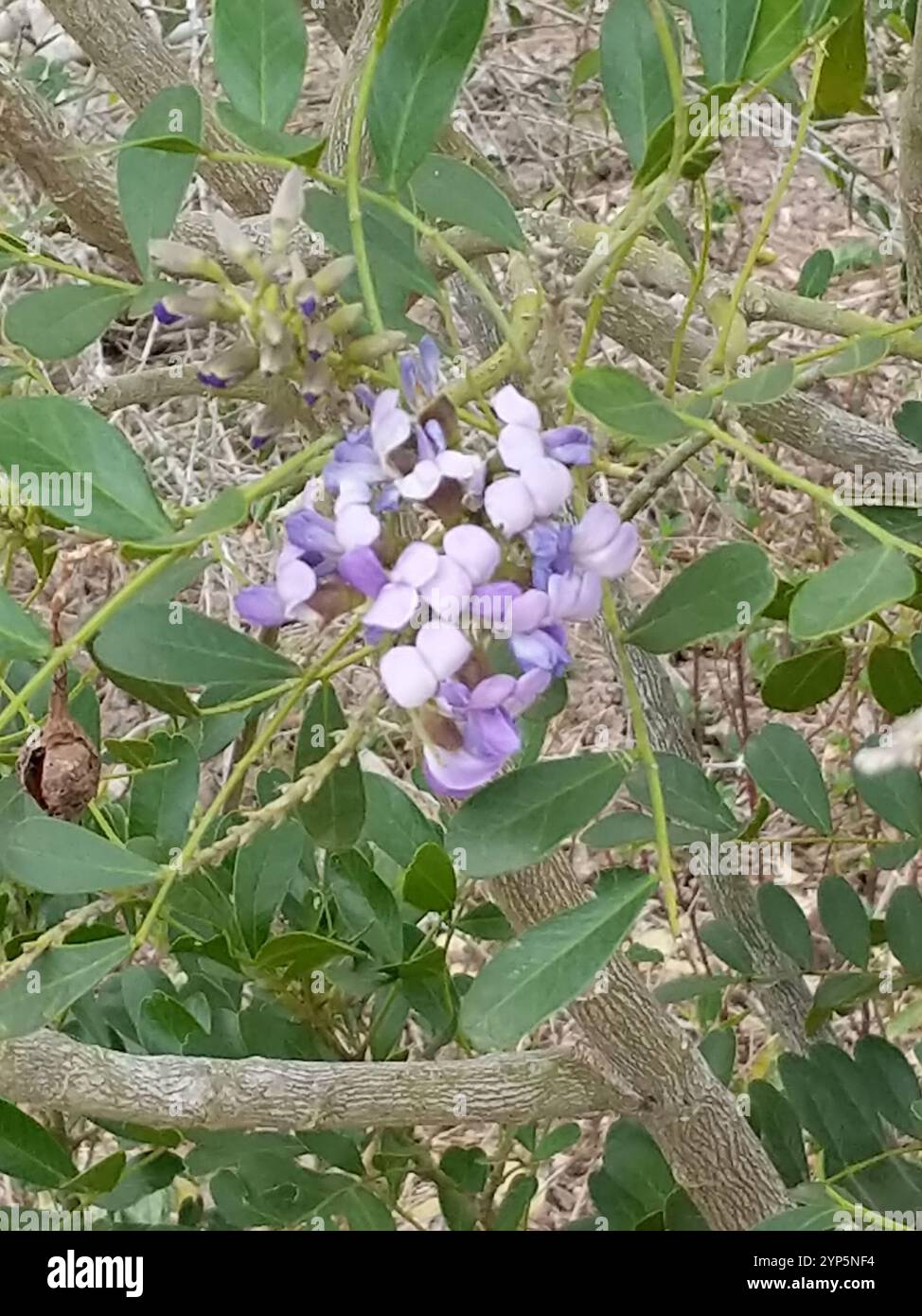thumbnail image 2 of 40 Texas Mountain Laurel Seeds – Dermatophyllum Secundiflorum – Fragrant Native Shrub 2 of 6
