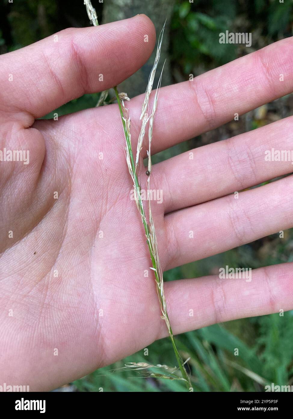 bush rice grass (Ehrharta diplax Stock Photo - Alamy