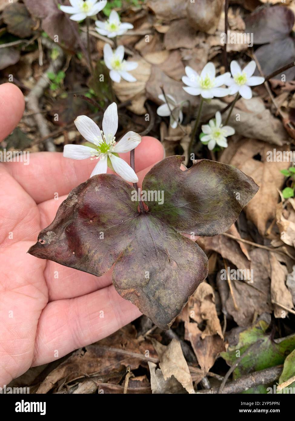 sharp-lobed hepatica (Hepatica acutiloba Stock Photo - Alamy
