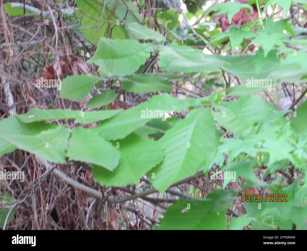 swamp chestnut oak (Quercus michauxii Stock Photo - Alamy
