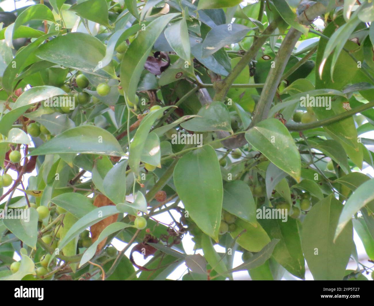 flowering plants (Angiospermae Stock Photo - Alamy